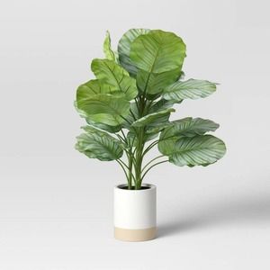 Large Variegated Plant - Threshold